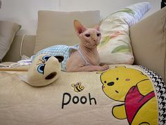 -宠物梦想家(日月豪庭店)