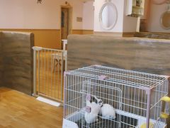 -猫猫幼稚园·撸猫·桌游·电玩