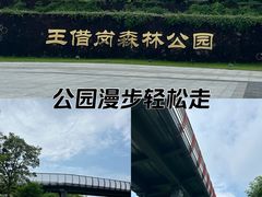 -王借岗森林公园