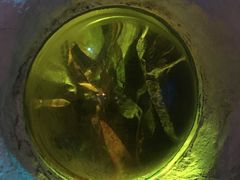 -暹罗海洋世界