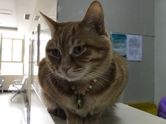 -康旭宠物医院(郑州总院)