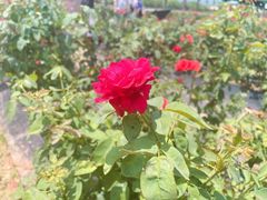 -亚龙湾国际玫瑰谷