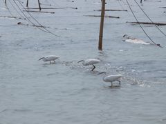 -北岐滩涂