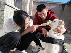 -北京京卫宠物寄养训练中心