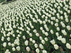 -上海鲜花港