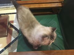 -猫色咖啡·猫咖