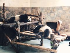 -成都大熊猫繁育研究基地