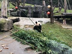 -都江堰中华大熊猫苑