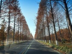 -黄海国家森林公园