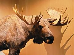 -陕西自然博物馆