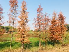 -广东花都湖国家湿地公园