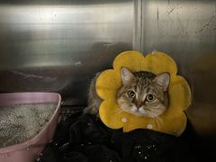 -中农大我爱我爱动物医院·核磁CT·猫病·24小时夜诊中心(石佛营店)