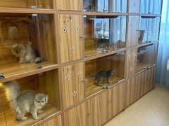 -猫十亿·布偶金渐层·曼基康矮脚猫舍(青年路店)