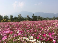 iphone_upload_pic-西昌邛海湿地