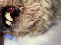 -达爱动物医院·犬猫分区·CT·复杂眼科(远洋山水分院)