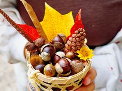 -南宁良凤江国家森林公园