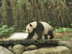 -广州长隆野生动物世界