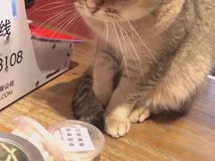 -猫色咖啡·猫咖
