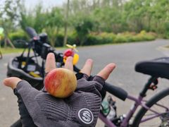 -合肥滨湖国家森林公园