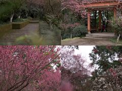 -南山植物园