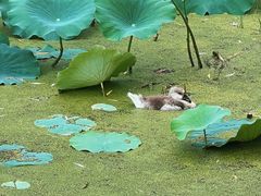 -莲湖公园
