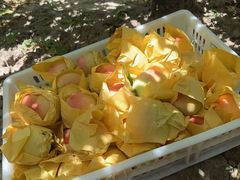 -南汇水蜜桃采摘(大团店)