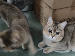 -瑞派动物医院·绝育·犬猫全科·预防医学(光景江南中店)