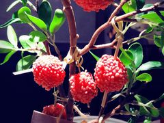 红尘妃子笑-遇见长安之高山流水(李家村万达店)