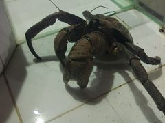 -海盗餐厅