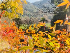 -中国茶叶博物馆(双峰馆区)
