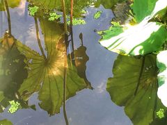 -荷塘月色湿地公园·向阳花洲