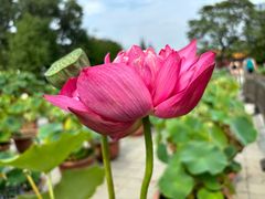 -莲花池公园