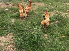 -乡乐园蟹庄·阳澄湖农家乐