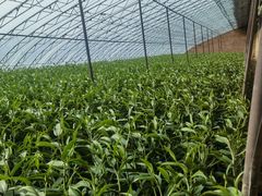 -昆明国际花卉拍卖交易中心