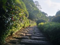 -桃花岭景区