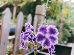 -丫口花园餐厅·融合菜
