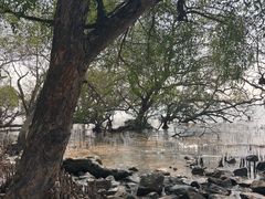 -宝安西湾红树林湿地公园