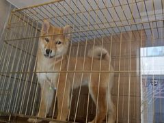 -悠尼宠物·独立低压伊珊娜洗护·美容·寄养(兰谷路店)