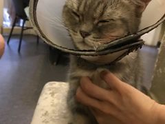 -猫色咖啡·猫咖
