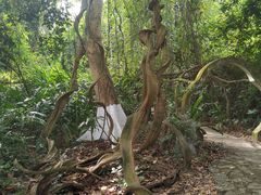 -广西壮族自治区药用植物园