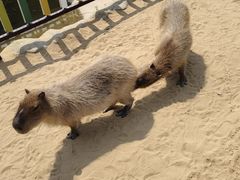 -西霞口神雕山野生动物世界