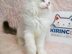 -十年猫舍·猫咪专门店(普陀店)