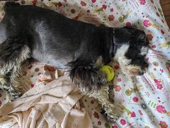 -pd派德宠物中心医院24H急重症·眼科中心·血液透析中心(嵩山北路店)