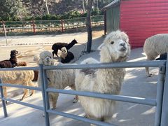 -西霞口神雕山野生动物世界