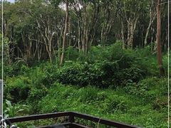 -东平国家森林公园