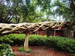 -瑞丽独树成林风景区