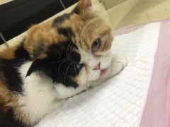 -安安宠医·安宠宠物医院