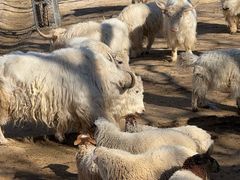 -石家庄市动物园