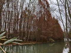 -桤木河湿地公园