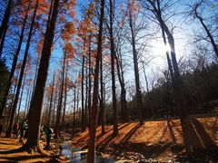 -白水寺森林公园
